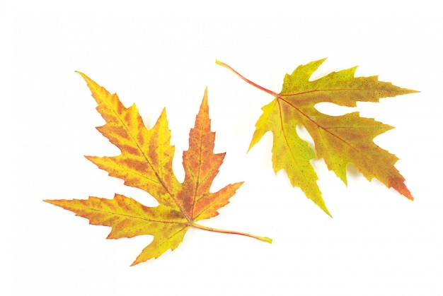 Autumn maple leaves