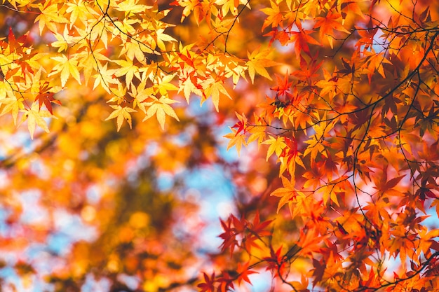 Autumn maple leaves