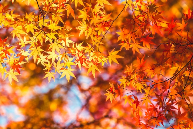 Autumn maple leaves