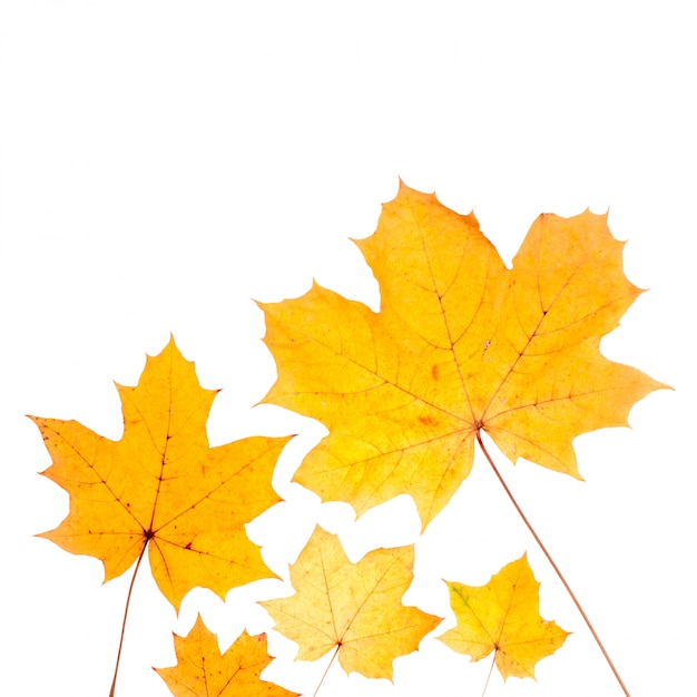 Autumn maple leaves