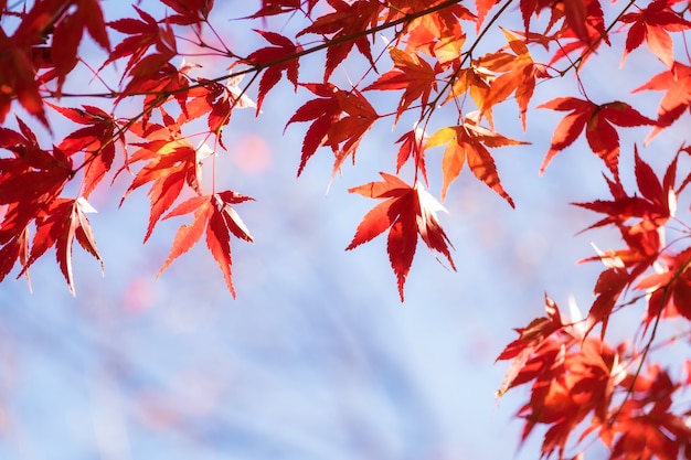 Foglia di momiji dell'acero di autunno nella priorità bassa del cielo blu