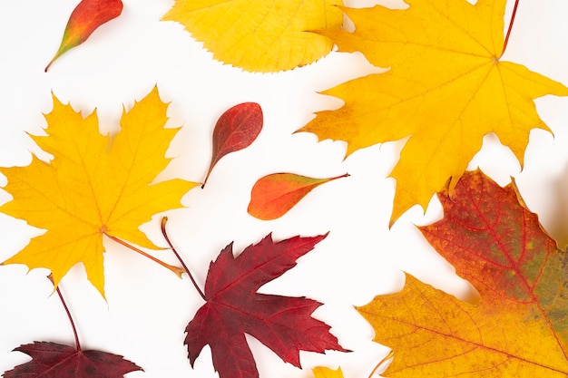 Photo autumn maple and other leaves white background fallen leaves abstract background of autumn leaves