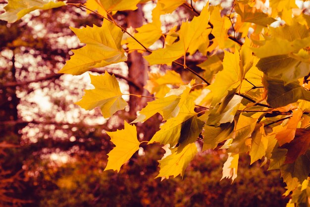 Autumn maple or platan leaves on the tree closeup