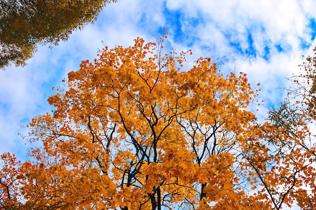 Autumn maple tree branches with orange leaves on a background of blue sky