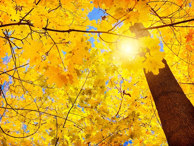 写真 空の背景に秋のカエデの木の葉
