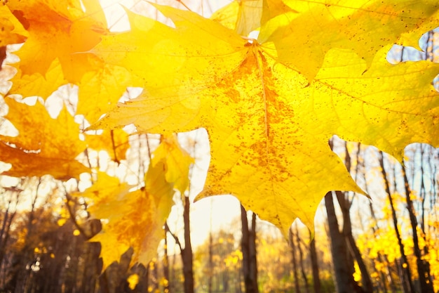 Autumn maple tree leaves on sky background