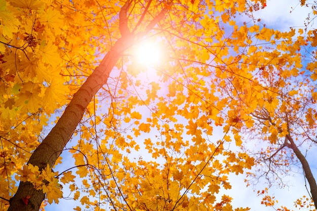 空の背景に秋のカエデの木の葉
