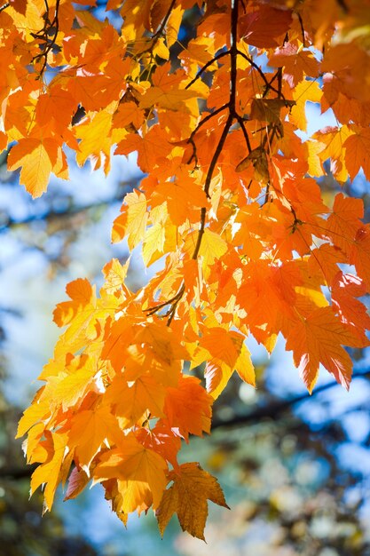 Autumn maple tree twig in city park