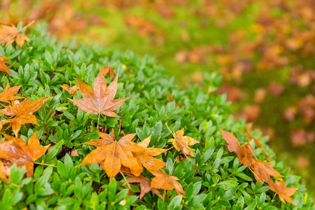 Autumn maple tree