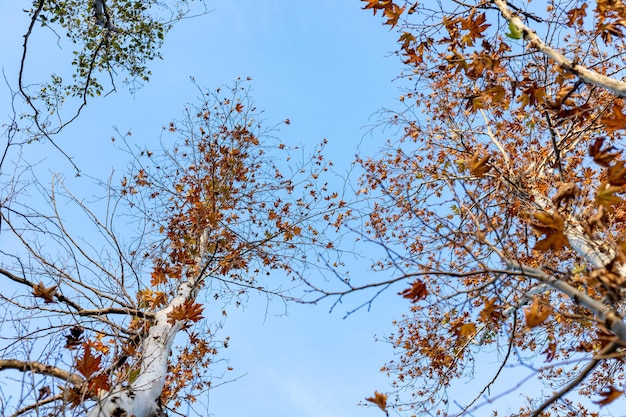 Photo autumn maple trees beautiful foliage