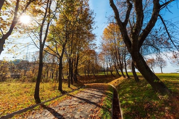 Autumn maple trees in park