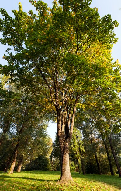 Autumn maple with changing leaves in the autumn season