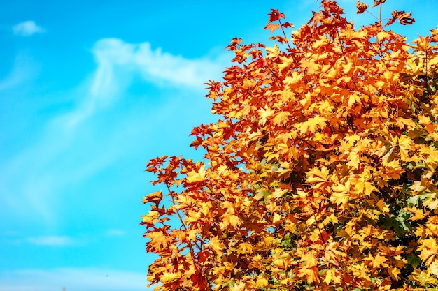 Autumn maple with yellow leaves against blue cloudy sky