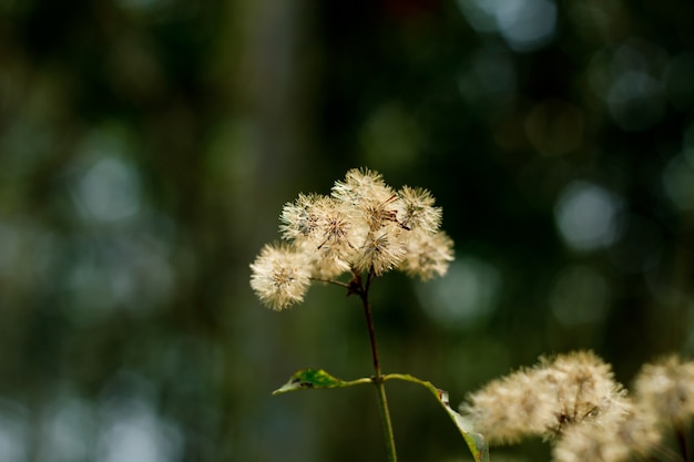 Autumn meadow flowers .