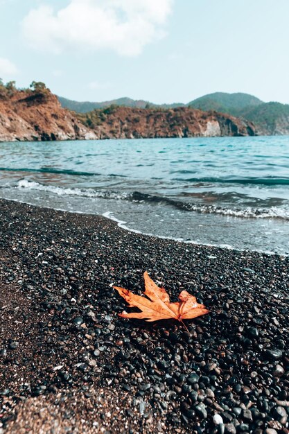 Autumn on the Mediterranean coast of Turkey Warm blue sea rocky beach Orange leaf lies on the beach Landscapes of the Lycian Trail