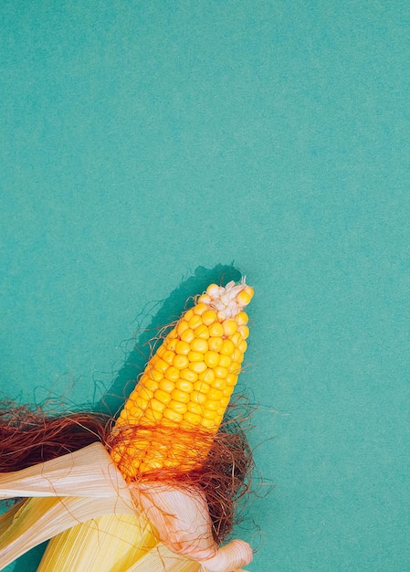 Autumn minimalist scene Ear of corn on green paper background