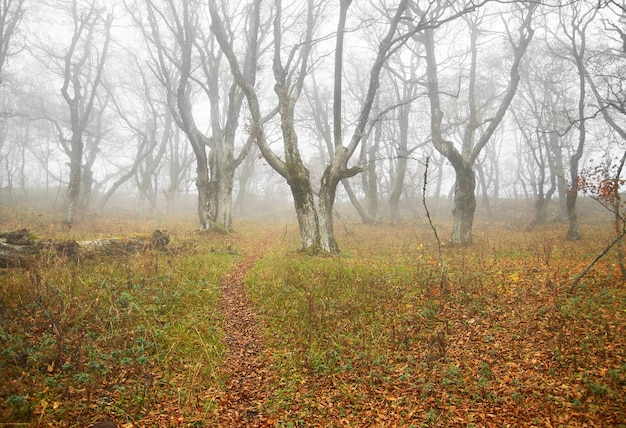 Autumn misty forest with fallen leaves.