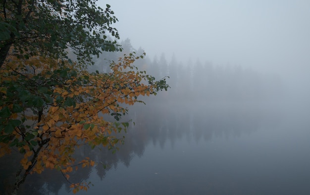 Autumn misty morning. Forest picturesque lake.