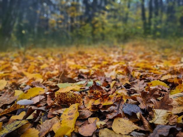 秋のミックスの葉 素晴らしい自然の秋の背景
