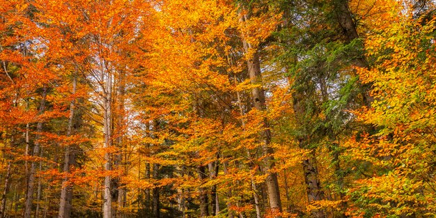 Autumn mixed forest oberammergau germany