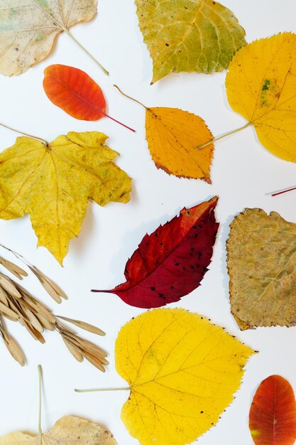 Autumn mockup with yellow, red leaves. Fir cones and a white sheet of paper for the inscription.