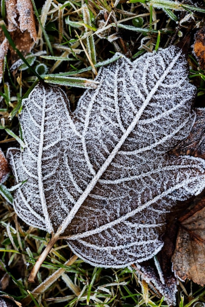 Autumn mood autumn background Fallen leaves covered with frost The texture of the leaves Beauty of nature