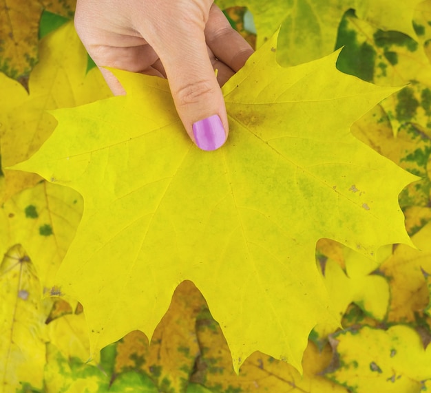 秋の気分と黄色の葉を手に