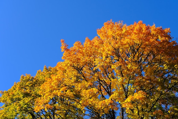 Autumn mood yellow orange maple tree top on blue sky background in sunny day vivid latvia nature