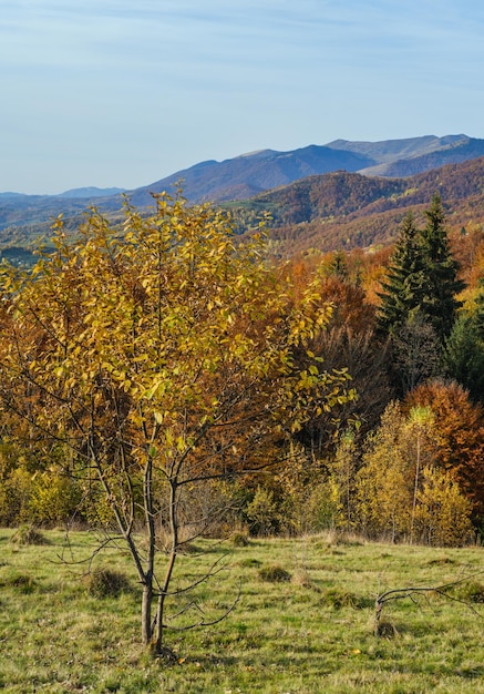 가을 아침 Carpathian 산 진정 그림 같은 장면 우크라이나 평화로운 여행 계절 자연과 시골 아름다움 개념 장면