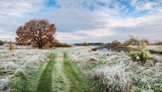 Foto paesaggio di mattina di autunno con erba verde gelida, la quercia gialla, il fiume e il cielo nuvoloso