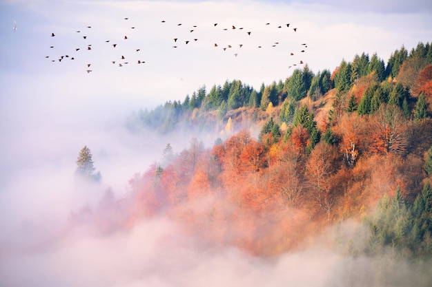 秋の朝の山の風景 霧の日の出