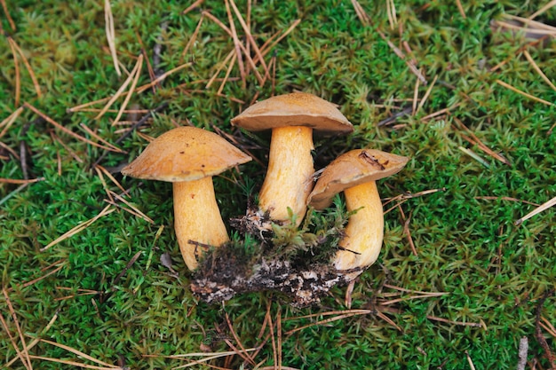 Autumn mossiness mushrooms on green moss background.