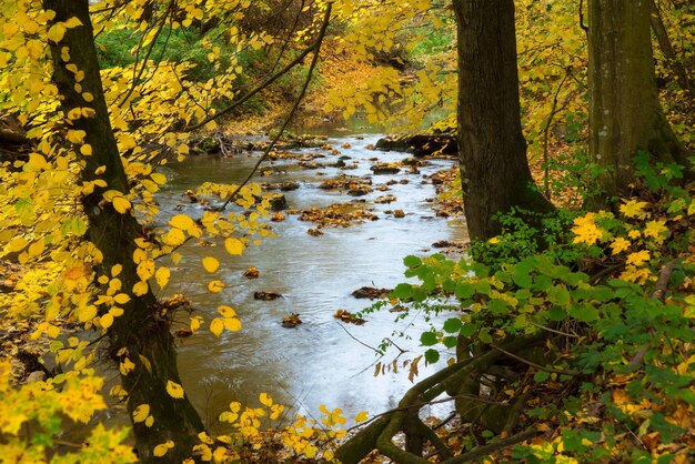 Autumn mountain creek