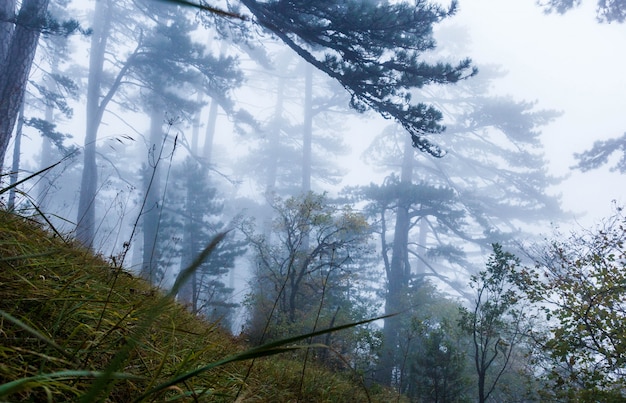 Autumn mountain forest in the fog
