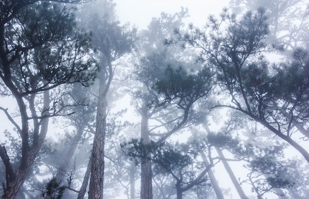 霧の中で秋の山林