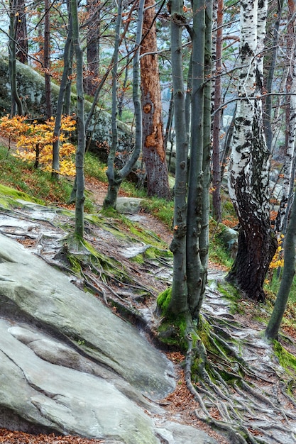 Foto foresta di montagna autunnale ivano frankovsk region