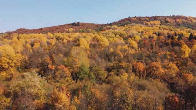 Autumn in the mountain forest