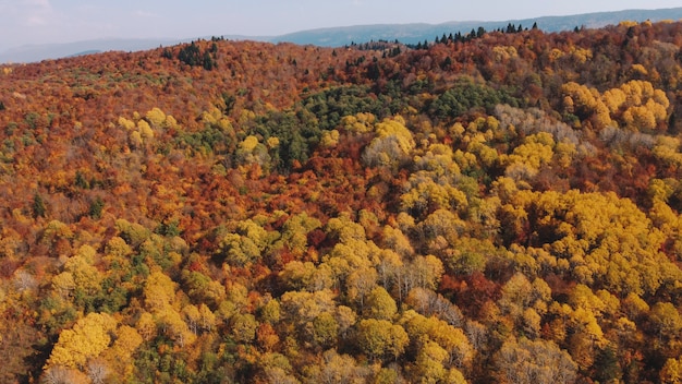 Осень в горном лесу
