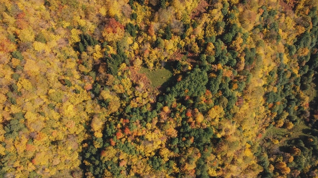 Autumn in the mountain forest