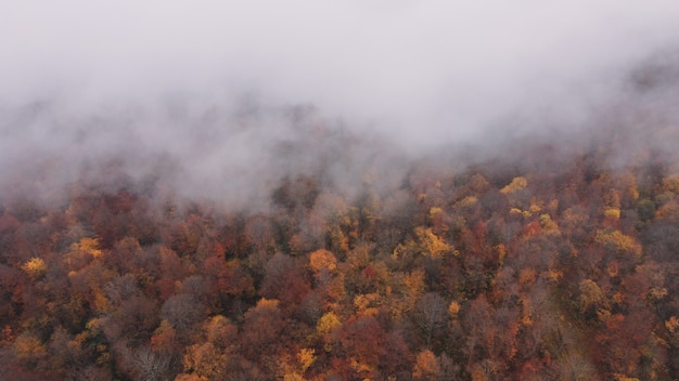 산 숲의 가을