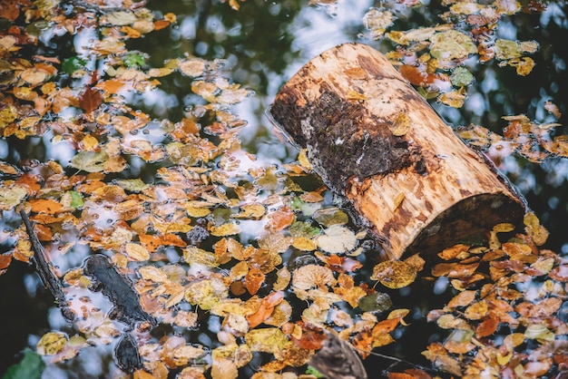 Autumn in the mountain forest