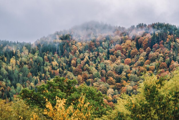 Autumn in the mountain forest