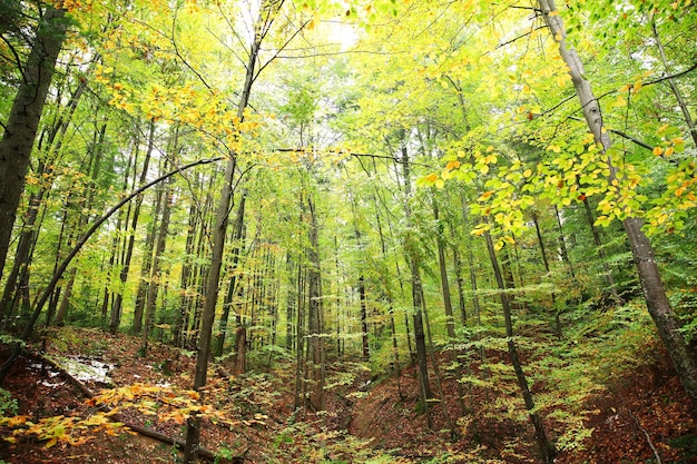 Autumn mountain forest