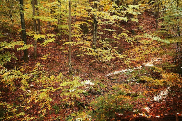 Autumn mountain forest