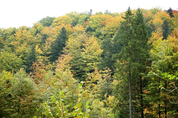 Autumn mountain forest