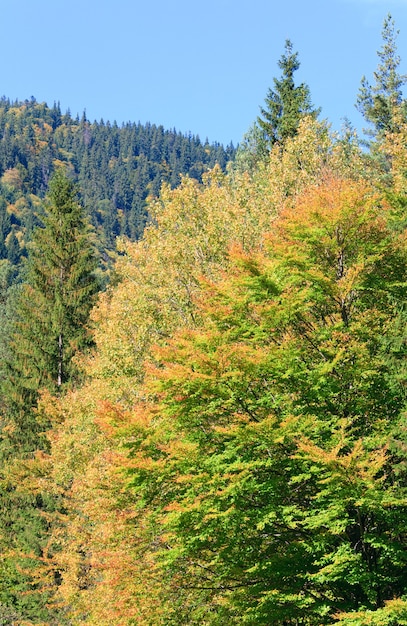 秋の山林の生い茂った丘の景色（ウクライナ、カルパティア山脈）