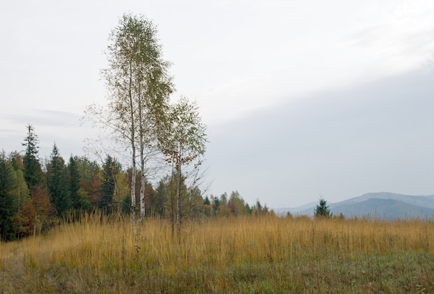 Autunno collina di montagna con betulla davanti