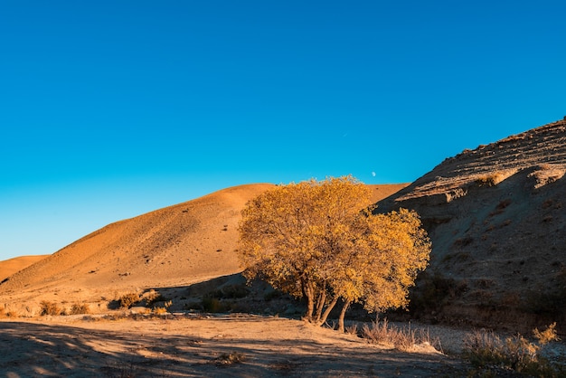 Autumn mountain landscape, yellow tree