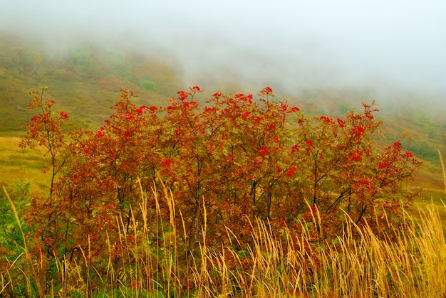 低い雲と明るい色の秋の植生のある秋の峠