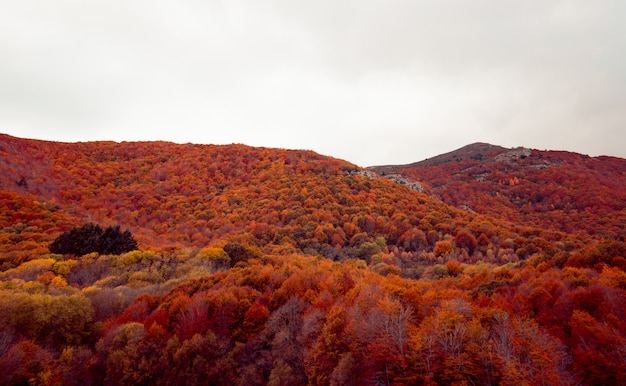 秋の山の赤とオレンジの風景